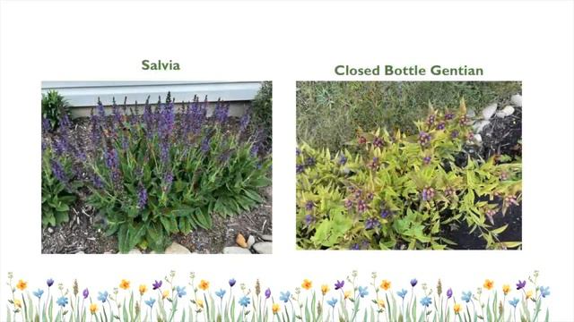 Growing Native Trees, Shrubs, Flowers In A Small Yard