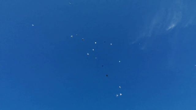 🕊️ ГОЛУБИ 🕊️ В ГОСТЯХ УЧАСТНИКИ "" НА ПОЛИГОНЕ 🕊️ Ноябрь 2020.г. смотреть онлайн