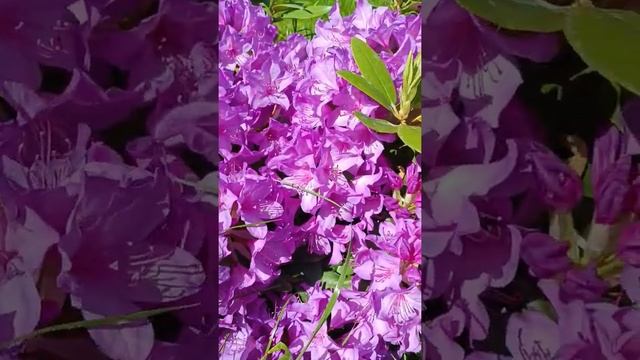 Рододендрон Катевбинский Грандифлорум ? Цветение 16.06.2022 смотреть онлайн