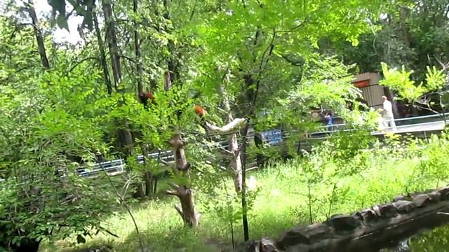 В зоопарке 1 смотреть онлайн