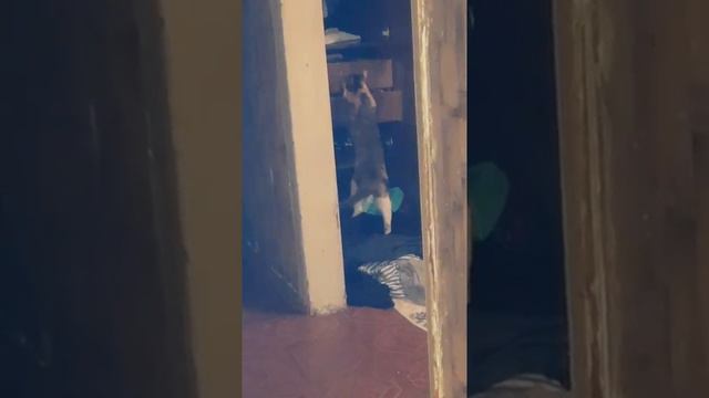 кот обормот