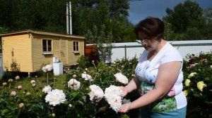 Пионовый Рай | Лучшие сорта пионов | Чем кормить пионы для роскошного цветения