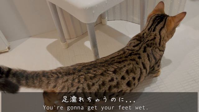 Genetta Kitten's Night Routine【munchkin / Bengal】 смотреть онлайн