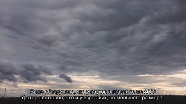 Откуда у пауков невероятно острое зрение смотреть онлайн