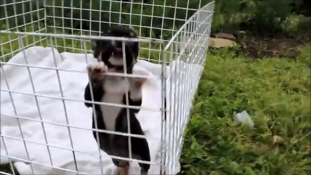 Щенки Чухуахуа смотреть онлайн