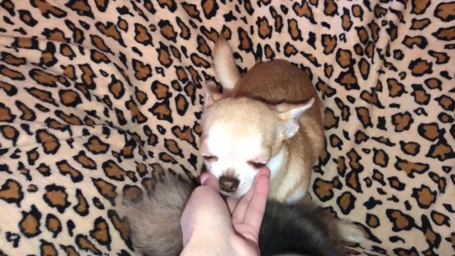 Эпилепсия у собак | часть 3 | три месяца лечения | результат смотреть онлайн