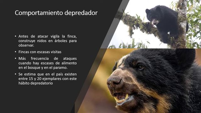 Oso andino Tremarctos ornatus Ecuador смотреть онлайн