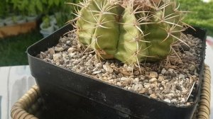 2020.102.Мучнистый червец,спасение кактуса.#Mealybug#StayHome#