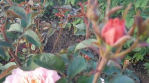 Японская роза Микото