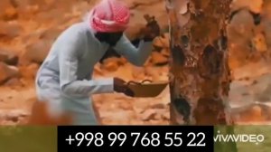 Кундур ҳақида қисқача маълумот!