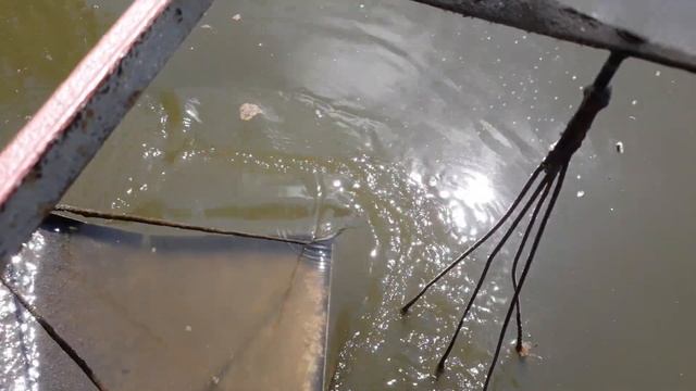 Мелкий карась заполонил мой пруд смотреть онлайн