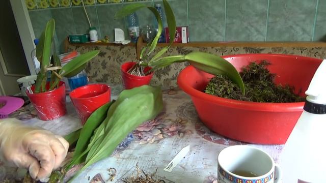 Repotting The Orchids From Orchids And More