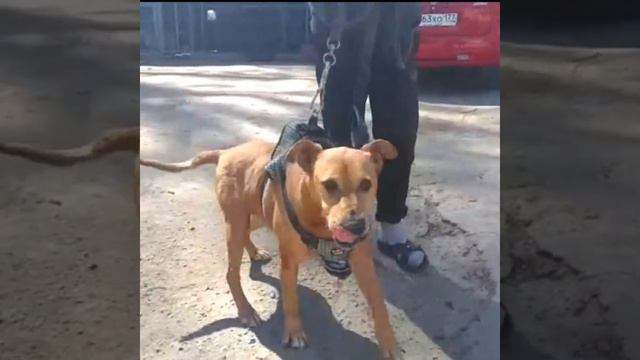 Ларс в добрые руки смотреть онлайн