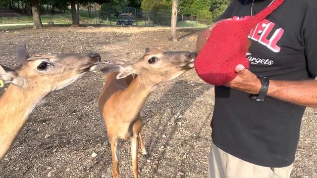 Family Affair! The Herd is Growing! Babies Galore! June 11th смотреть онлайн