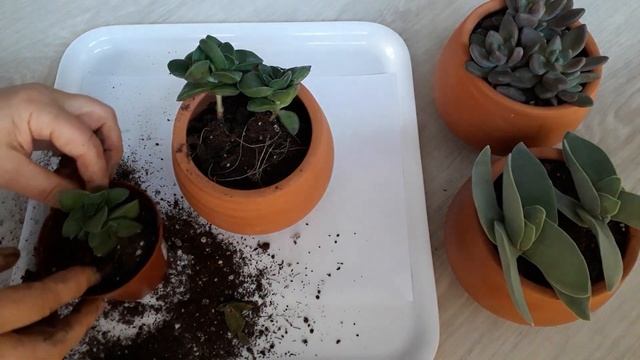 Crassula Springtime Saksı Değişimi - Flowerpot Change