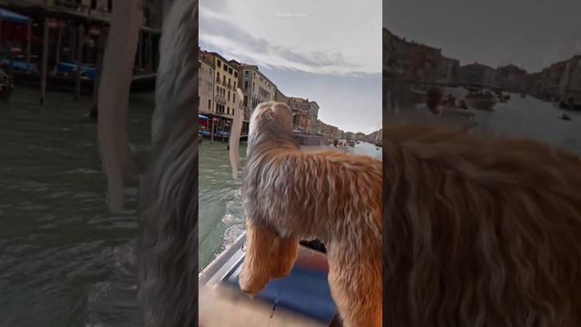 Dugan the traveling dog #briards #dogs смотреть онлайн