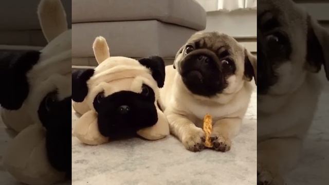 Мопс кушает вкусняшки 🐶🐶🐶 смотреть онлайн