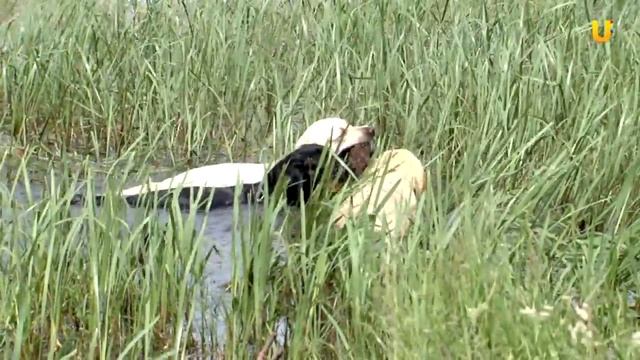 Глазами животных, выпуск 105. О лабрадорах (часть 2). смотреть онлайн