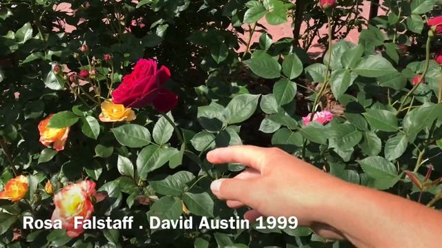 Rosa Falstaff David Austin 1999 смотреть онлайн