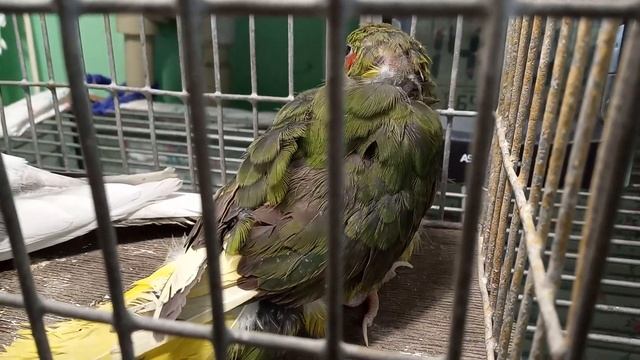 Купила самца безщекой кореллы! смотреть онлайн