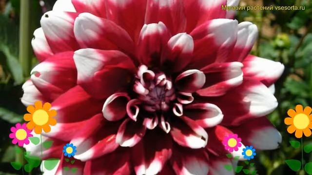 Георгина махровая Контраст. Краткий обзор, описание характеристик dáhlia variabilis Contraste смотреть онлайн