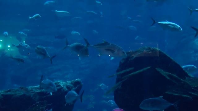 Дубай. Аквариум в Дубай молл смотреть онлайн