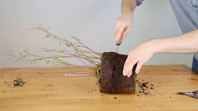 First Repotting 2021 - Spiraea Vanhouttei