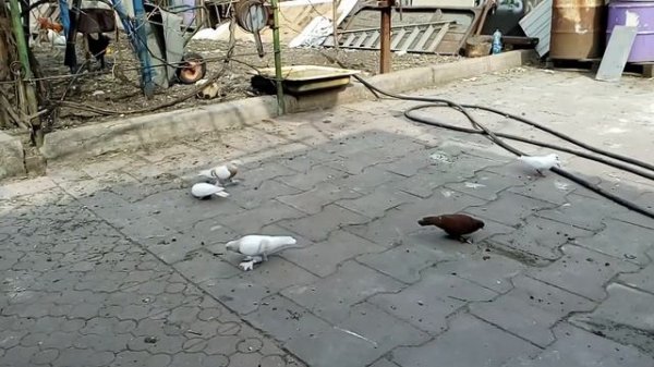 Агараны линия Заикина Константина Николаевича 15 Апреля 2018 год.Украина Кривой Рог