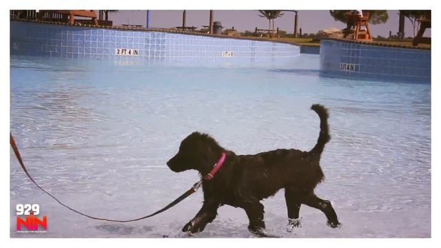 Dogs, Swim, Splash and Play at Castaway Cove Water Park смотреть онлайн