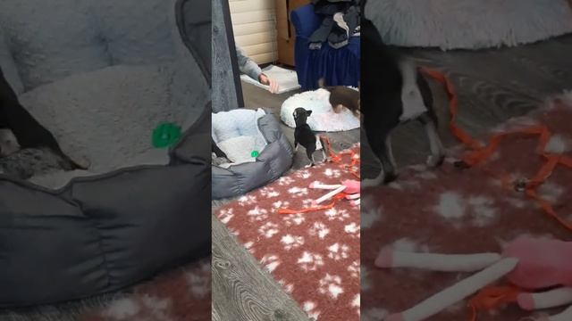 Крошка ЧИХУАХУА уезжает домой. У нас можно купить щенка чихуахуа, мини чихуахуа, puppy chihuahua смотреть онлайн