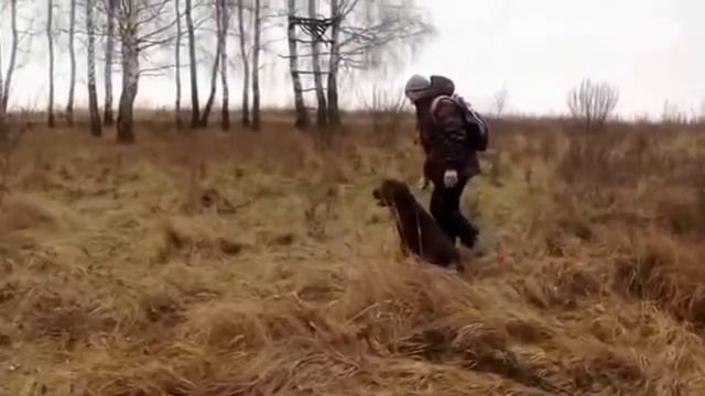 Tomi Sarkkinen. Семинар-тренинг 3 Ретриверский фильд-тральс особенности подготовки и проведения