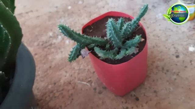 Seu CACTO não produz FLORES? Veja o PORQUÊ e como RESOLVER isso смотреть онлайн