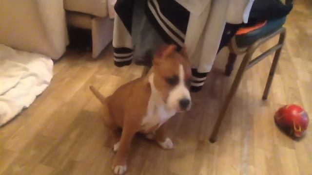 Amstaff 2 месяца смотреть онлайн