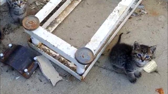 Осиротевшие котята со свалки не побоялись подойти к парню, чтобы попросить помощи