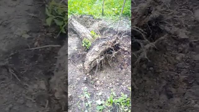 Геодезия и пенек смотреть онлайн