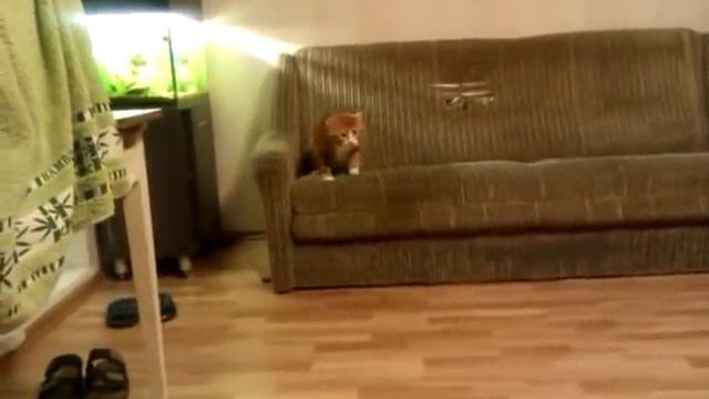 Кот и вертолет