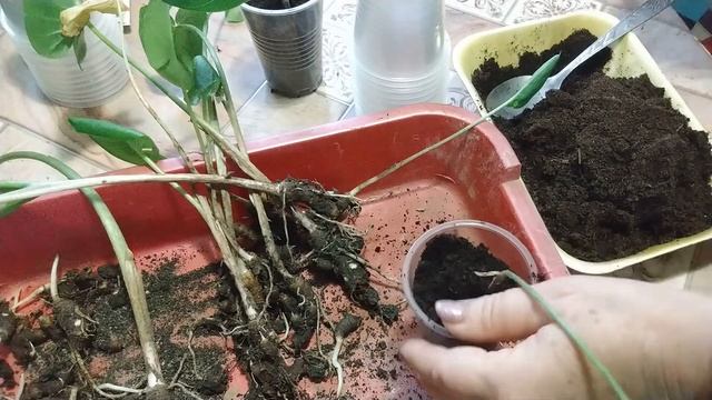 Пересадка. Каллы смотреть онлайн