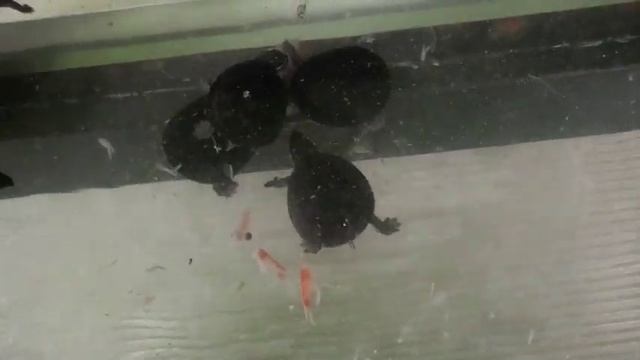 Мускусные черепахи часть 3 смотреть онлайн