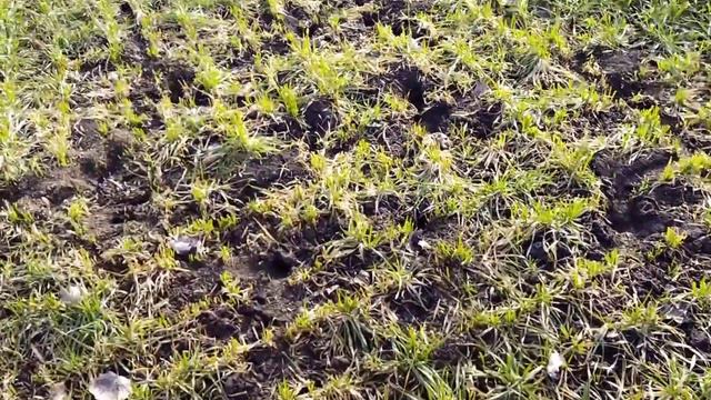 Миші на полях, треба рятувати врожай смотреть онлайн