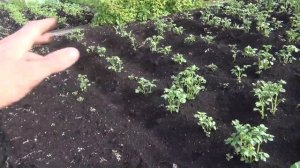 Как сажать горох и как не стоит садить горох Посадка гороха Выращивание гороха