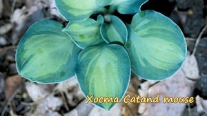 Хоста на дачном участке 4 . Сорта хост с округлыми  и сердцевидными листьями .