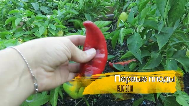 Перец ЛЕСЯ * Сорта перца смотреть онлайн