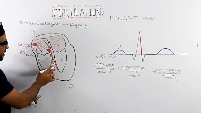 ECG (Electrocardiogram) fully explained | Chapter circulation | Video 8 смотреть онлайн