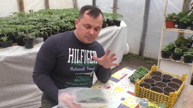 Размножаем сурфинию- 100% укоренение!))) смотреть онлайн