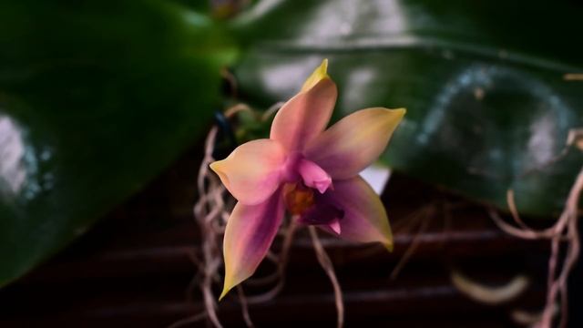 PHALAENOPSIS SAMERA 'BLUE' - описание и основы ухода смотреть онлайн