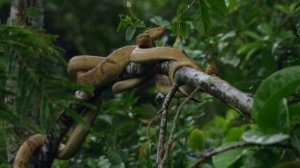 Самый опасный Остров в мире  Остров где живут только змеи Кеймада Гранди Бразилия