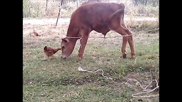 дружба и любовь теленка и цыпленка смотреть онлайн