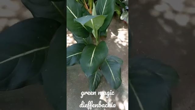 Green Magic Dieffenbachia смотреть онлайн