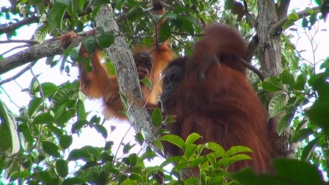 Batang Ai Experience - Sarawak
