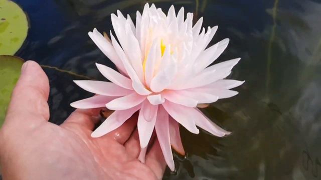 Нимфея WLK Amazing Aster (кувшинка WLK Удивительная Астра) гибрид 2019 г, селекционер Хох Константи смотреть онлайн